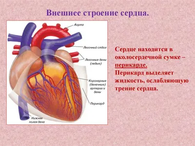 Строение сердца человека: внешнее и внутреннее, функции