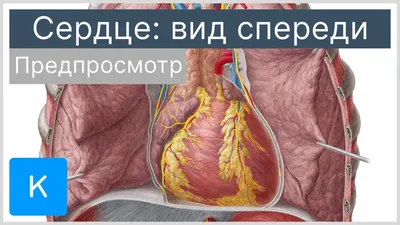 Органы кровообращения. Строение сердца. Регуляция сердечной деятельности –  онлайн-тренажер для подготовки к ЕНТ, итоговой аттестации и ВОУД