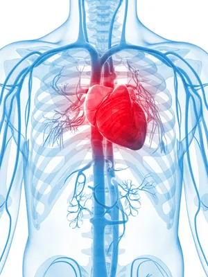 Сердце - Анатомия человека | Kenhub - YouTube