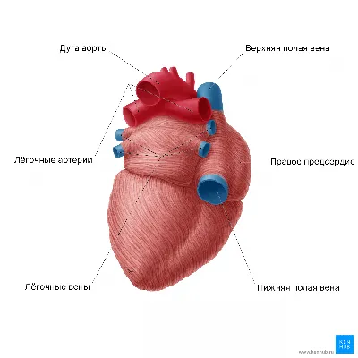 Сердце человека находится не слева. Оно расположено за грудиной, между  левым и правым легкими | PRO | ИНТЕРЕСНЫЕ ФАКТЫ | Дзен