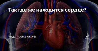 Селезенка: где находится, где болит, функции, строение