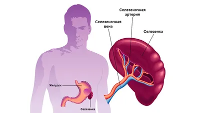 Как гипертрофируется сердце?» — Яндекс Кью