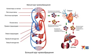 Где находится сердце