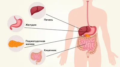 Где находится желудок у человека 63 картинки