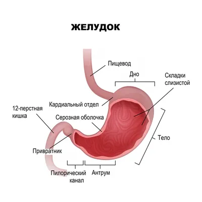 Анатомия : Желудок. Топография желудка