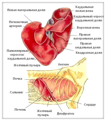 Заболевания поджелудочной железы: признаки, симптомы и причины