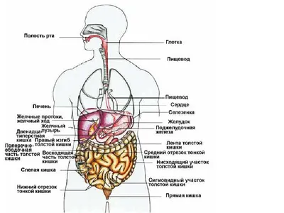 Желудок – важнейший орган пищеварения | gurami chikava | Дзен