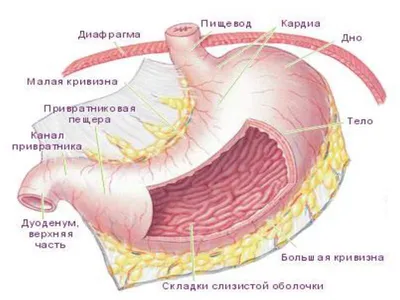 Гастрит | Симптомы | Диагностика | Лечение - 