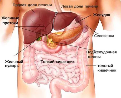 Тест на хеликобактер пилори (Helicobacter pylori) в Нижнем Новгороде цена  500 руб. - Клиника "Платан"