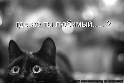 Котоматрица: где же ты любимый......?