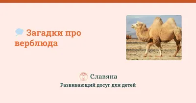 Верблюд — загадка природы