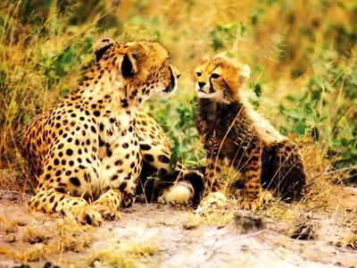Гепард и леопард - 72 фото