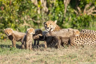 Семь котят гепарда. Защищать или бросить на произвол судьбы.