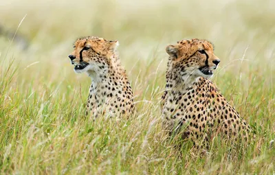 Картинка Два гепарда » Гепарды » Животные » Картинки 24 - скачать картинки  бесплатно