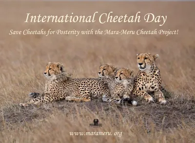 Международный День Гепарда – Mara Meru Cheetah Project