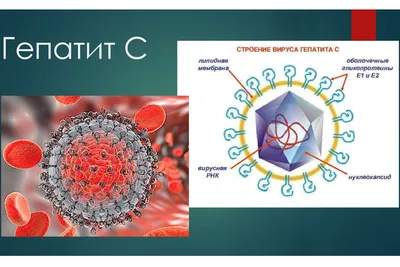 Что такое Гепатит С? | 