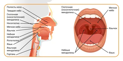 Болит горло так, что не могу глотать: возможно, это ангина! Врач  рассказала, чем она так опасна | О здоровье: с медицинского на русский |  Дзен