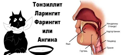 Герпесная ангина у детей: особенности проявления и терапии заболевания |  Мир мам: блог педиатра | Дзен