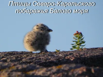 Птицы Белого моря. Первый шаг к сохранению - краудфандинговый проект на  Boomstarter