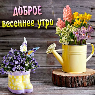 Весеннее 🌸🍃🌞🌿🌸 Утро доброе! | Доброе утро, Утренние цитаты, Смешные  открытки