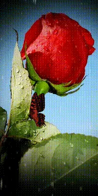Открытки анимация Ярких дней | Открытки анимация | Beautiful roses, Big  cats art, Flowers