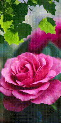 калейдоскоп | Flower painting, Flowers gif, Beautiful flowers pictures