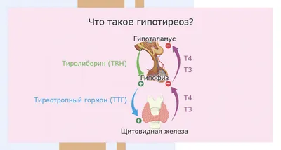 Гипотиреоз при беременности - симптомы, влияние на зачатие и течение  беременности, лечение гипотиреоза у беременных.