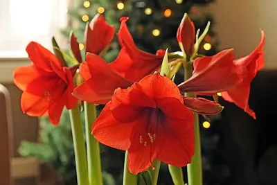 Hippeastrum glaucescens – Telos Rare Bulbs