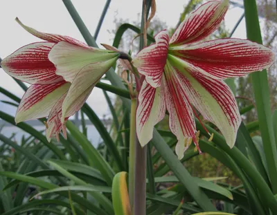 Hippeastrum 'Estella'