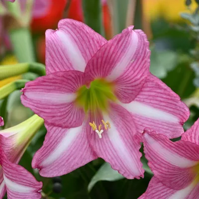 Hippeastrum Herb. | Plants of the World Online | Kew Science