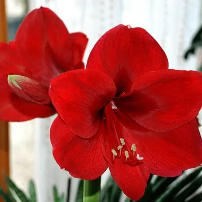 Gervase - Hippeastrum | VDQ Bulbs