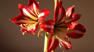 Hippeastrum vittatum