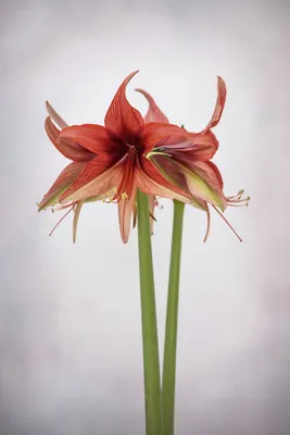 Hippeastrum verdianum | Hibiscus, Tropical region, Species