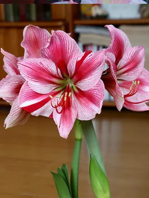 Hippeastrum: how to care for and keep them flowering - Gardens Illustrated