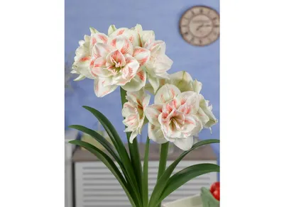 Buy Hippeastrum NYMPH flower bulbs online | 