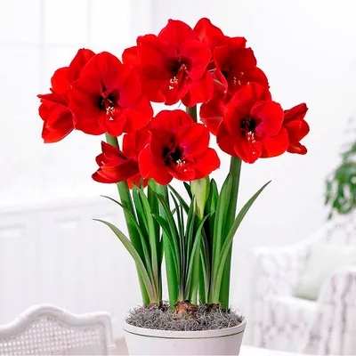 Hippeastrum leonardii – Telos Rare Bulbs