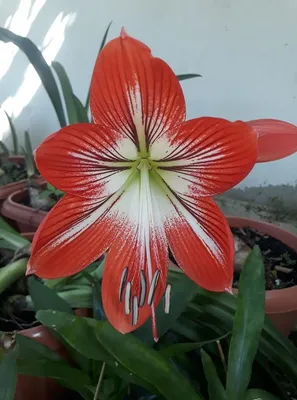 Hippeastrum - Wikipedia