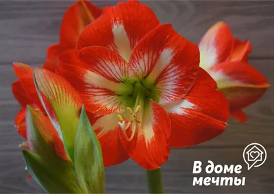 HIPPEASTRUM (AMARYLLIS UNIQUE) LARGE FLOWERING 'LUNA' 34/36 CM. (6   TOP BOX) | Rotex Flowerbulbs BV