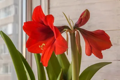 File:Amaryllis -- Hippeastrum 'Pink-Diamond'.jpg - Wikipedia