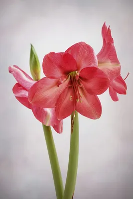 Гиппеаструм - Hippeastrum. Уход за Гиппеаструмом. Фото