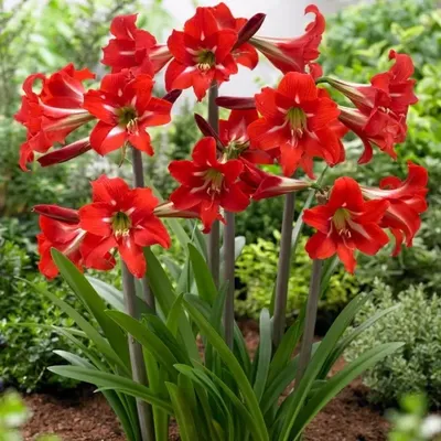 Hippeastrum x johnsonii "Apple Blossum" ("Apple Blossum" Amaryllis) |  Naturescapes of Beaufort, SC