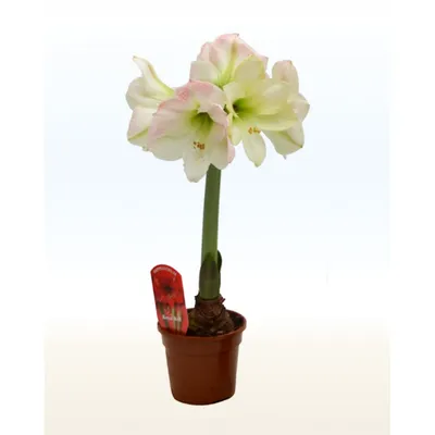 Hippeastrum pampeanum – Telos Rare Bulbs