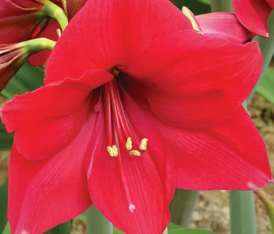 File:Hippeastrum  - Wikimedia Commons