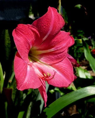 HIPPEASTRUM (AMARYLLIS UNIQUE) DOUBLE FLOWERING 'AMARANTIA' 34/36 CM. (6   TOP BOX) | Rotex Flowerbulbs BV