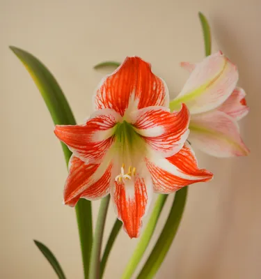 File:Hippeastrum  - Wikimedia Commons