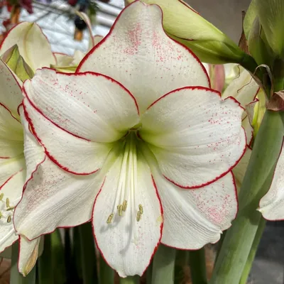 Hippeastrum species