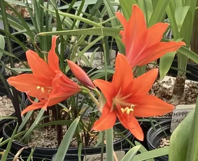 Hippeastrum 'Voodoo' – Secret Garden Growers