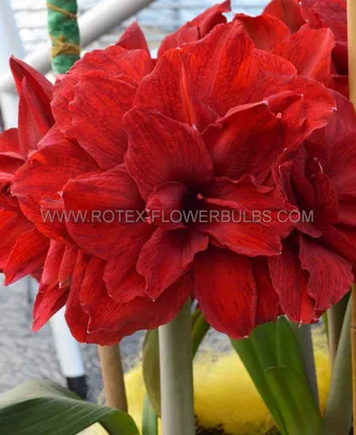 Hippeastrum 'Picasso'®