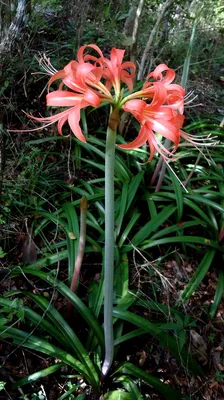 Hippeastrum hybridum | Hippeastrum hybridum Hort. AMARYLLIDA… | Flickr