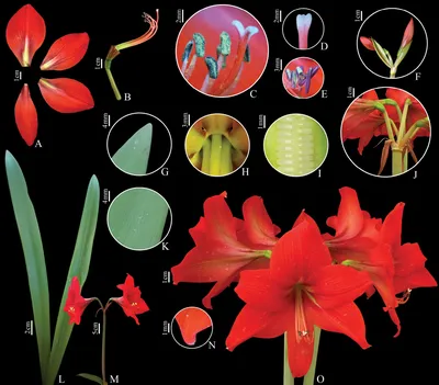 Hippeastrum (Amaryllis, Dutch Amaryllis, Fire Lily) | North Carolina  Extension Gardener Plant Toolbox